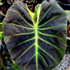 Colocasia Bulb Glowing Bones New Hybrid (Includes All Import Duties And Taxes)