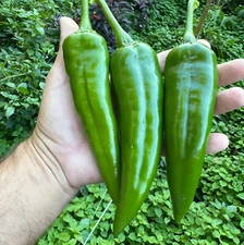 150 Heirloom NuMex Ms. Junie Hatch Chile Pepper Seeds – Sweet & Heat 9000shu