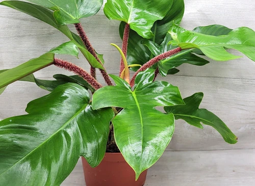Philodendron squamiferum, Red Bristle Philodendrorare live houseplant in 3" pot