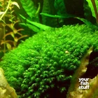 Fissidens nobilis Moss Live Aquarium Plant  3" x 3" Mat- *BUY 1 GET 1 at 50% OFF