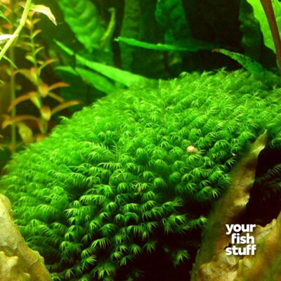 Fissidens nobilis Moss Live Aquarium Plant  3'' x 3'' Mat- *BUY 1 GET 1 at 50% OFF