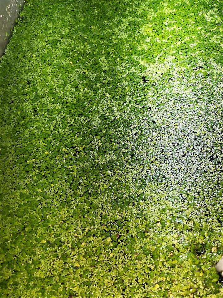 LENTILLES D'EAU-LEMNA MINOR-Portion30g-PLANTE FLOTTANTE-PLANTE AQUARIUM - Photo 1/1
