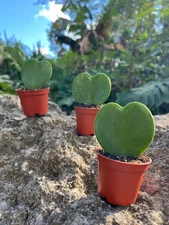 Hoya SweetHeart Kerrii | LIVE Heart Shaped Succulent Plant in 2" Pot