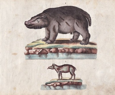 Nilpferd hippo Tapir original Aquarell watercolor drawing Zeichnung 1800