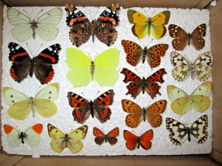 Collection of 'British' butterflies. collector framer artwork box no. 68