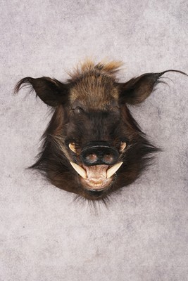 African Bush Pig SKU 3158