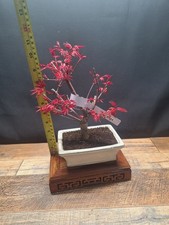 Acer deshojo bonsai tree in 15 cm  white frost resistant pot #724