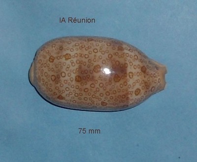 Cyprae Argus Contracasta La Réunion 75mm Selten