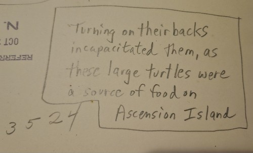 Original 1929 Ascension Island Black Negro Men Turning TURTLE 8x10" Photo NEA - Picture 3 of 6