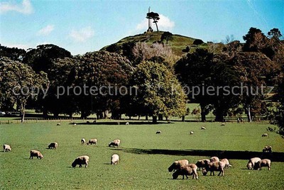 72860123 Auckland Cornwall Park and One Tree Hill Schafherde