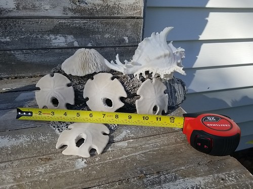 6 Lot Conch Natural Sand Dollars 4" Seashells Pacific Coast Ramosis Murax Spikey - Picture 2 of 7