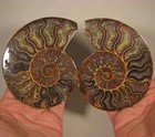 5.1" AMMONITE Fossil Split Polished Pair - Madagascar — photo 3