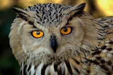 Eurasian Eagle Owl Close Up Photo Art Print Poster 24x36 inch