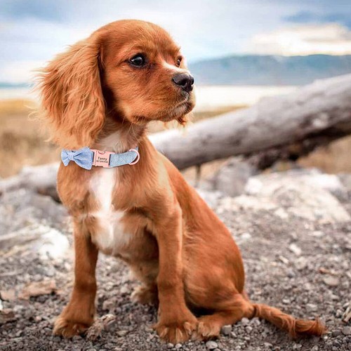 Nylon Dog Collar with Tweed Bow Tie Personalised Nameplate Engraved Adjustable - Picture 6 of 20