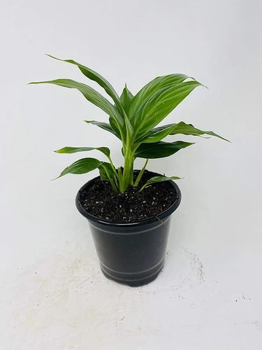 Peace Lily Live Plant Spathiphyllum Blooms Yearround White Flowers In 4.5"H Pot
