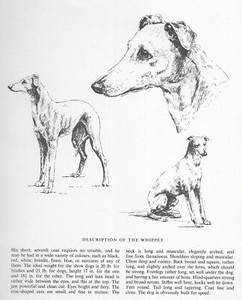 Whippet Sketch - CUSTOM MATTED - 1963 Vintage Dog Art Print