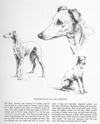 Whippet Sketch - CUSTOM MATTED - 1963 Vintage Dog Art Print 