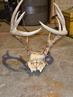 Wild 10 point Whitetail Deer Skull European Decor Man Cave Taxidermy Buck — photo 1