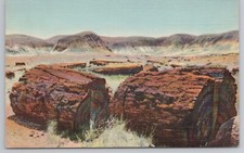 Agatized Logs Petrified Forest Arizona c1940s Postcard