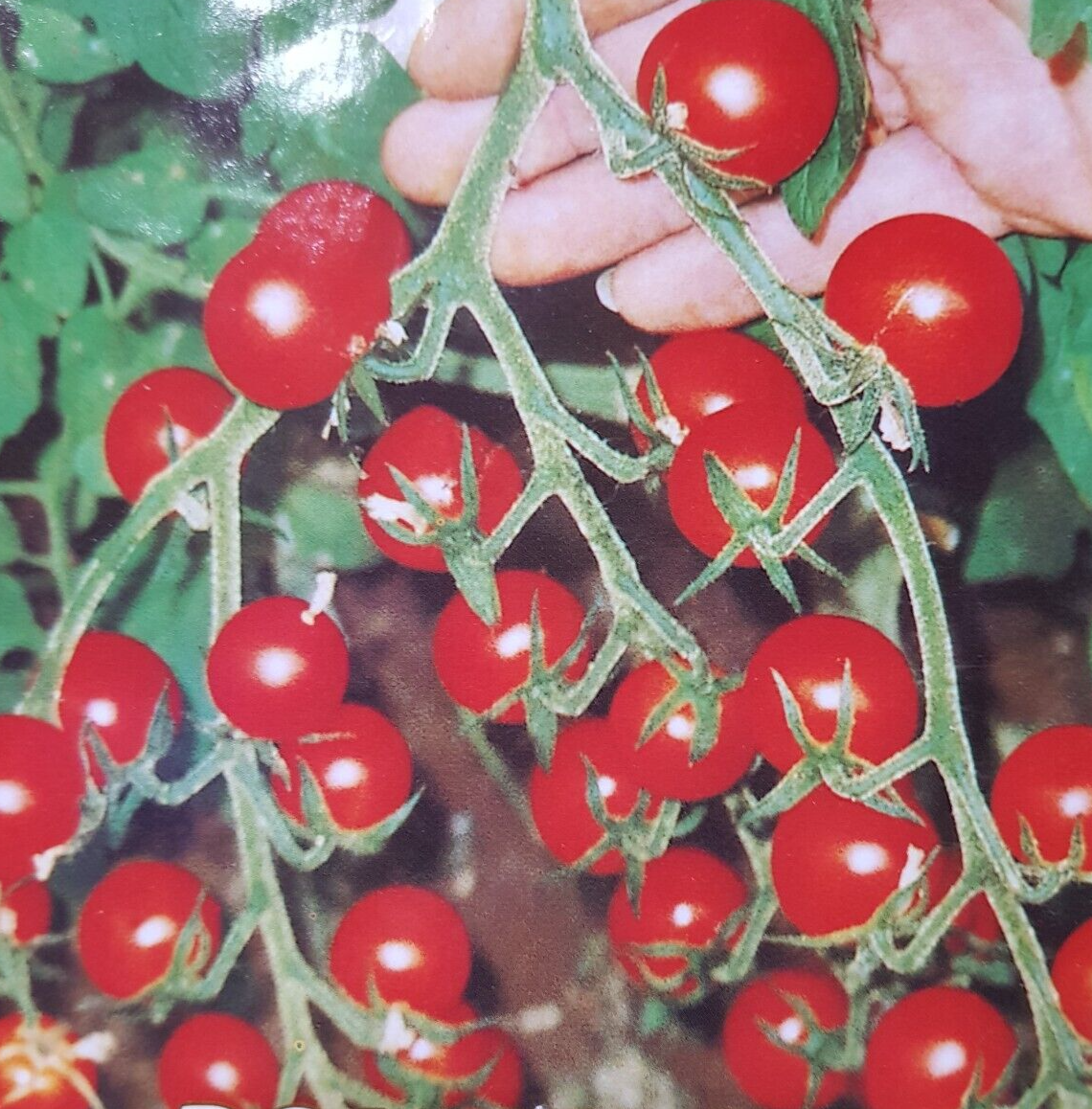 Gartenperle hanging basket cherry tomato seeds x 20 | eBay UK
