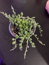 Senecio Rowleyanus String of pearls or beads With The Pot