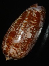 Bag Of Mixed Sea Shells - 500g