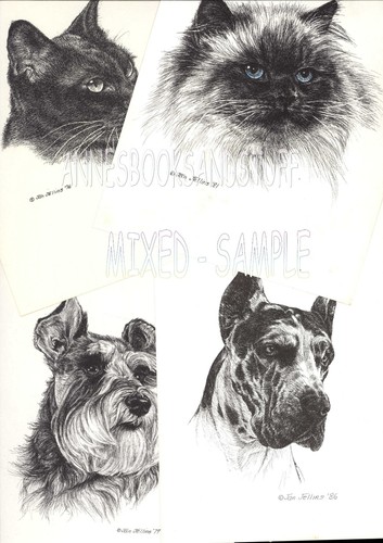 #190 BLACK PANTHER wild life art print * Pen and ink drawing by Jan Jellins - Picture 4 of 9