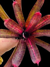 Neoregelia punctatissima  Variegated    RARE Intense Hot Pink Bromeliad