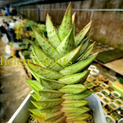 #ad 1PC RareSucculent plants Astroloba Gintsuno Home Garden Bonsai plants high8 10 $88.49