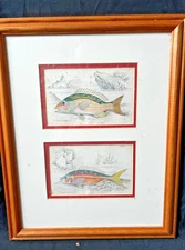 Fish: Antique Matted Framed Lizars Etchings William Jardine - 1839 Hand painted