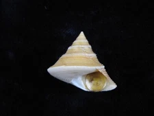 Sea shell Calliostoma scotti 26mm ID#8939