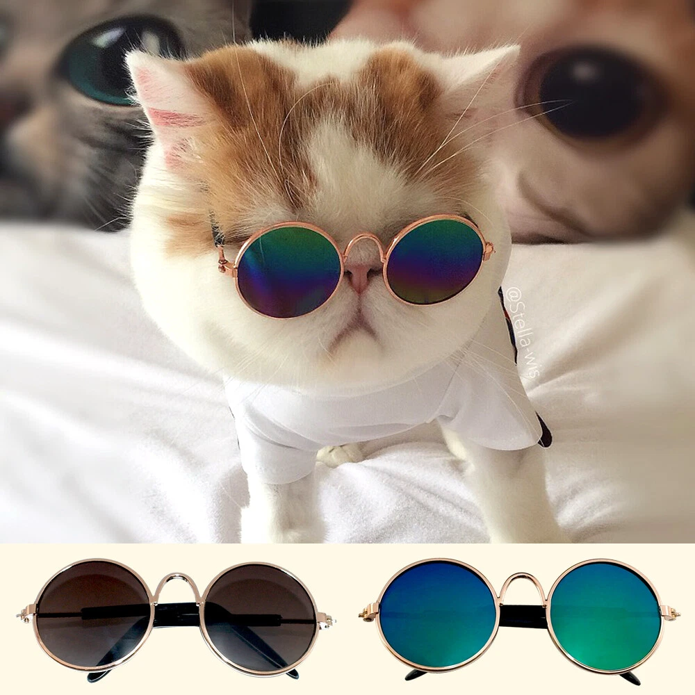 funny cat wearing sunglasses, gift idea for cat lovers, cat with glasses