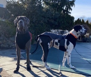canada pooch expedition coat