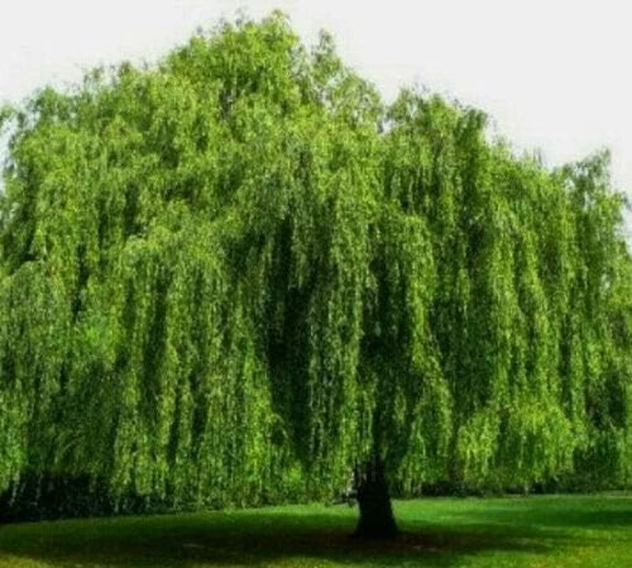 Salice Piangente "Salix Babylonica" Pianta in Vaso H 120/140 Cm - Immagine 3 di 4