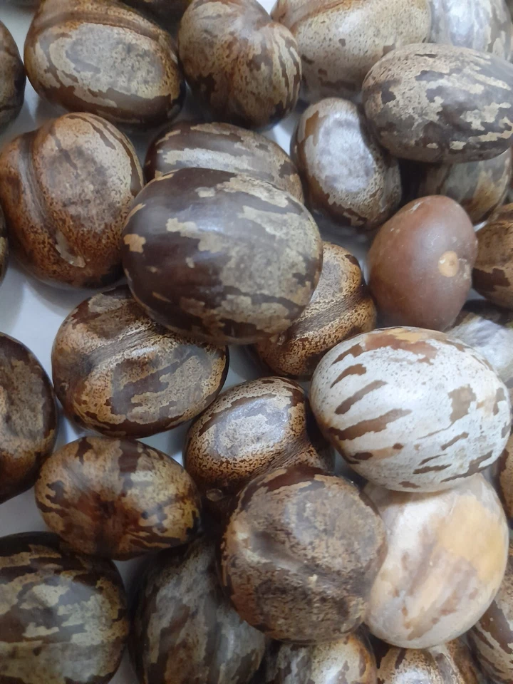 biji getah - Image 2 of 4