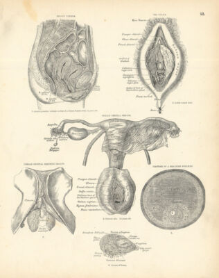 Anatomie. Weibliche Genitalorgane Beckenviscera Vulva Graafian Follikel Eierstock 1880