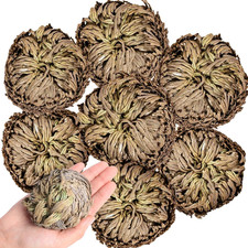 7 Pack Rose of Jericho Dried Plants - Rosa De Jerico Original, Dried Fern like S