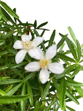 Choisya White Dazzler 3litre Pot. White Flower Evergreen Shrub