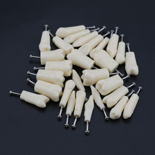 Dental Replacement 28 32 Teeth Typodont Model NISSIN Kilgore Columbia Frasaco - Picture 30 of 78