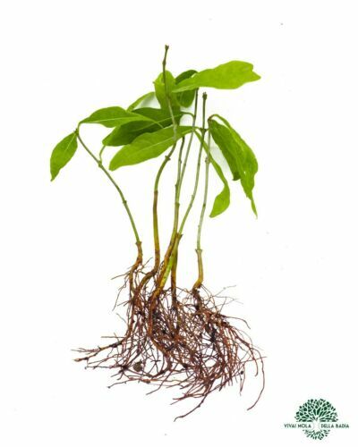 KOIROI Schneeball Former 5-teilig - Winter Spielzeug Für Kinder Im Set