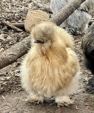 Silkie Hatching Eggs 6 
