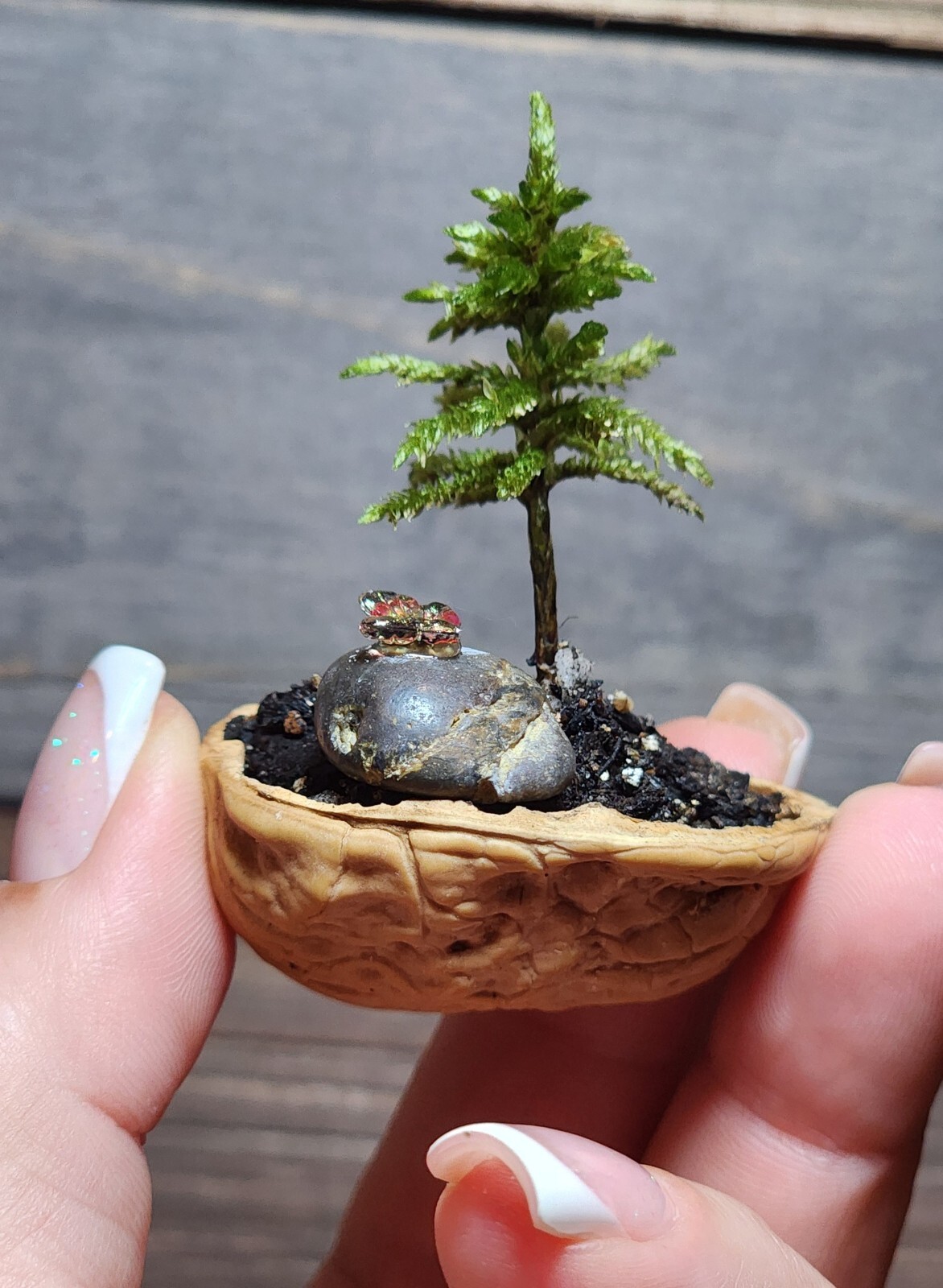 DIY Live Tree Moss Terrarium, Fairy Garden, Natural Crystal, Ecosphere