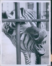 1957 Photo Zebra In Antwerp Belgium Zoo Staging A Temper Tantrum Animals 7X9