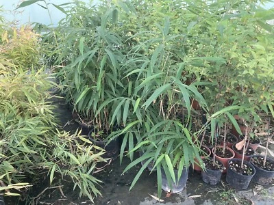 FATTO DA ME Bamboo Pseudosase Japonica Metake Plant Height 80/100 Cm Pot 24 Strong Rhizome