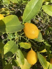 Six (6X) Meyer Lemon Cutting Un-rooted Grow Your Own Lemon