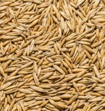 Cat Grass Oat Seeds 1 LB  3,000+ Seeds Grow Your Pets Garden USA Grown Free Ship