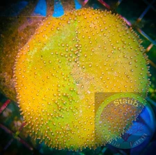 SAF~ Finger Leather Coral Frag,  “WYSIWYG” Soft, Coral Colony LPS Toadstool