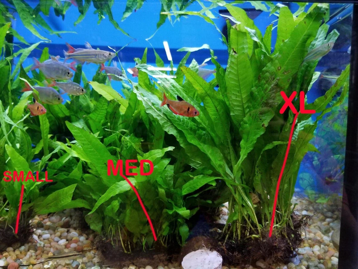 Java Fern Aquarium