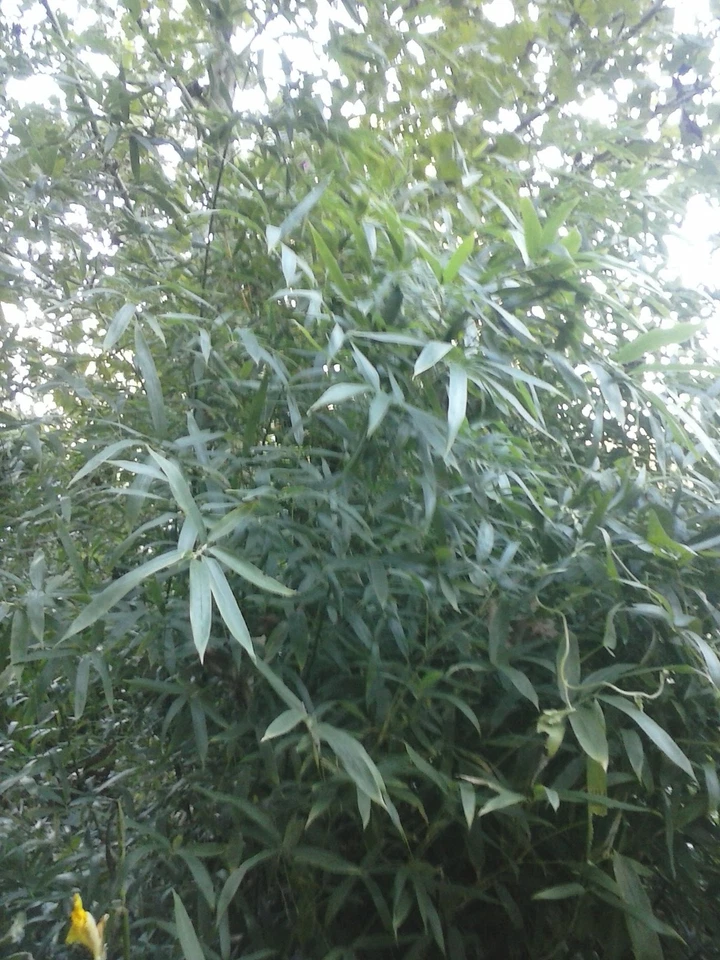 1-Bamboo/cane ""Arundinaria Gigantea" giant river cane(our native plant) On Sale - Image 4 of 4