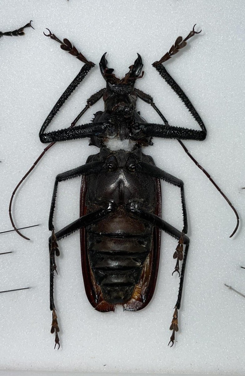 超希少　ウスバカミキリ　標本 　Xixuthrus granulipennis 超希少ウスバカミキリ標本 Xixuthrus granulipennis
